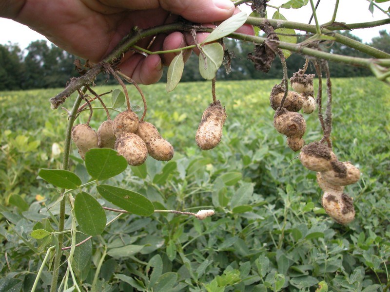 Maapähkinöitä nostettuna maasta. Kuva.